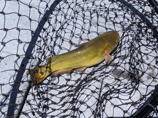 A juvenile flathead catfish