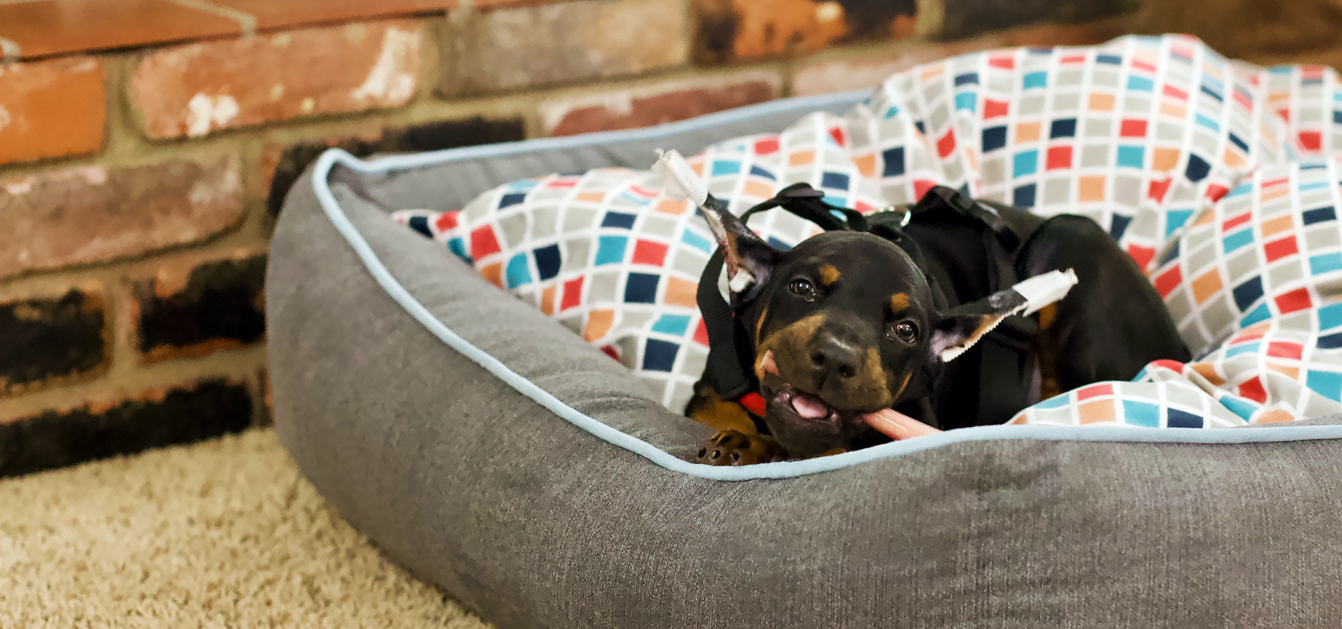 Welcome to ATLAS' Den, a European Doberman blog.