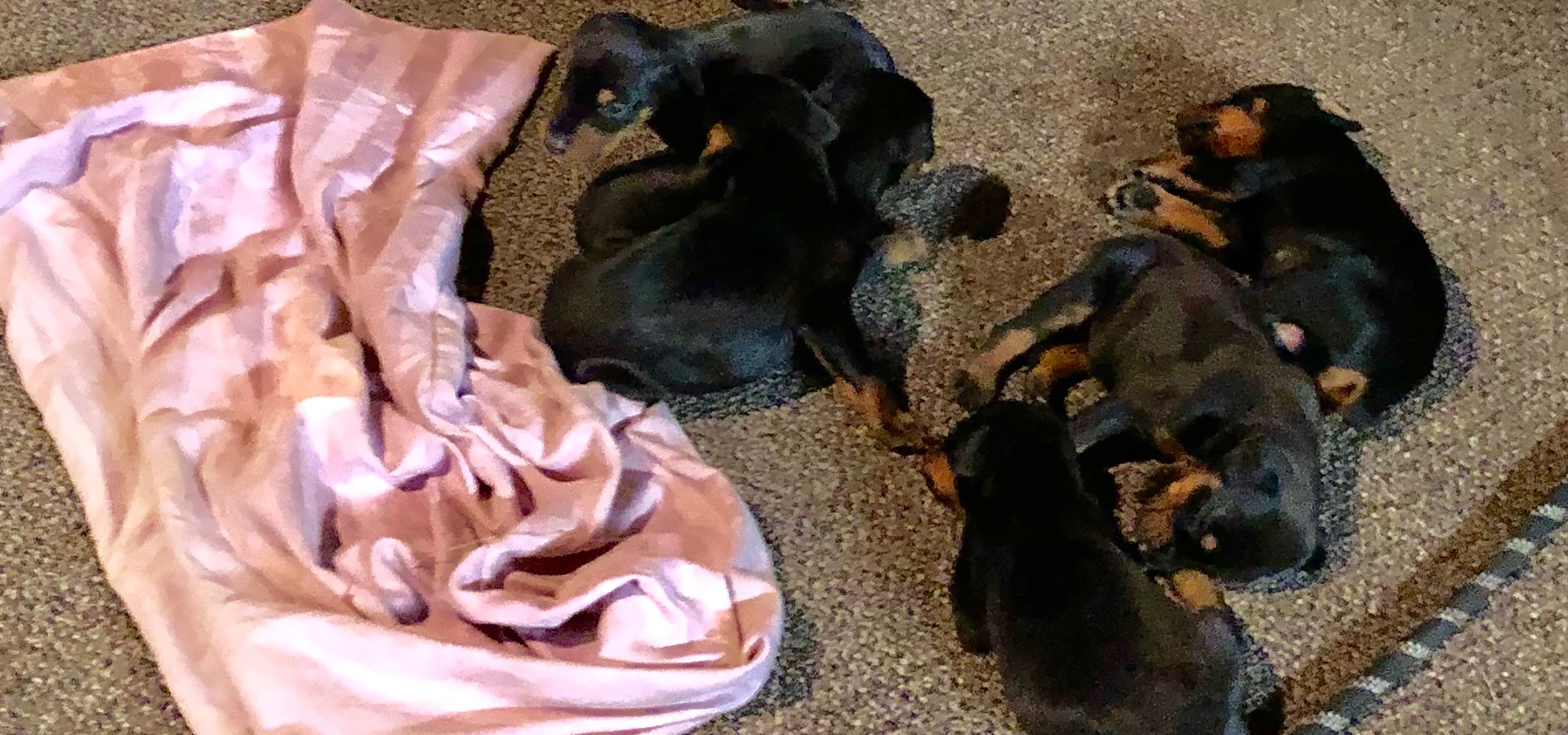 Puppy pick-up date confirmed