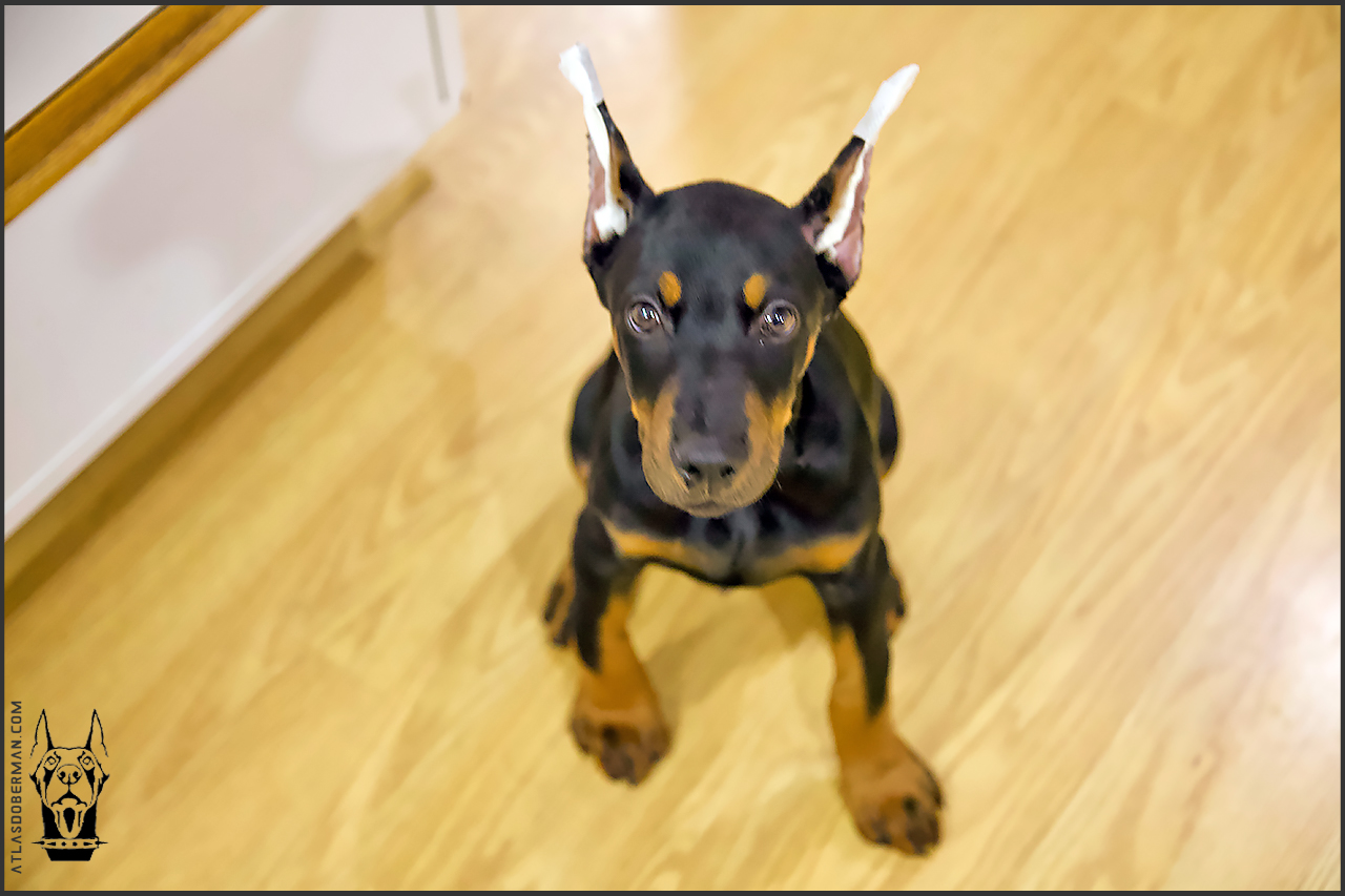 My First Attempt at Posting Our Doberman's Ears ATLAS' Den