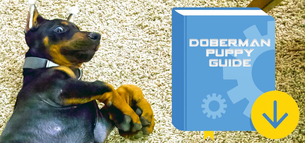 New Puppy Guide Available!