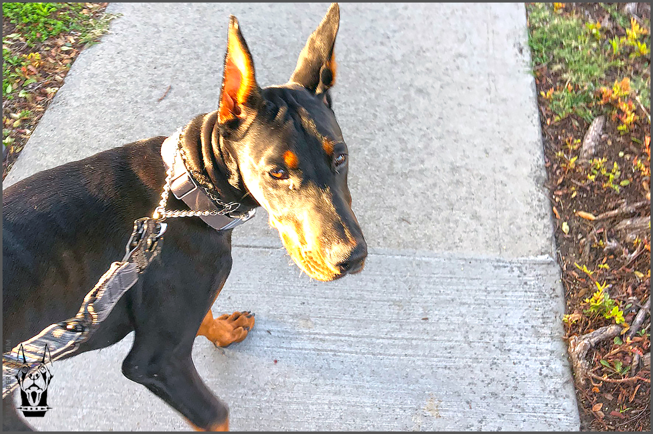 Taking Our Doberman Puppy Out on His First Walk - ATLAS' Den