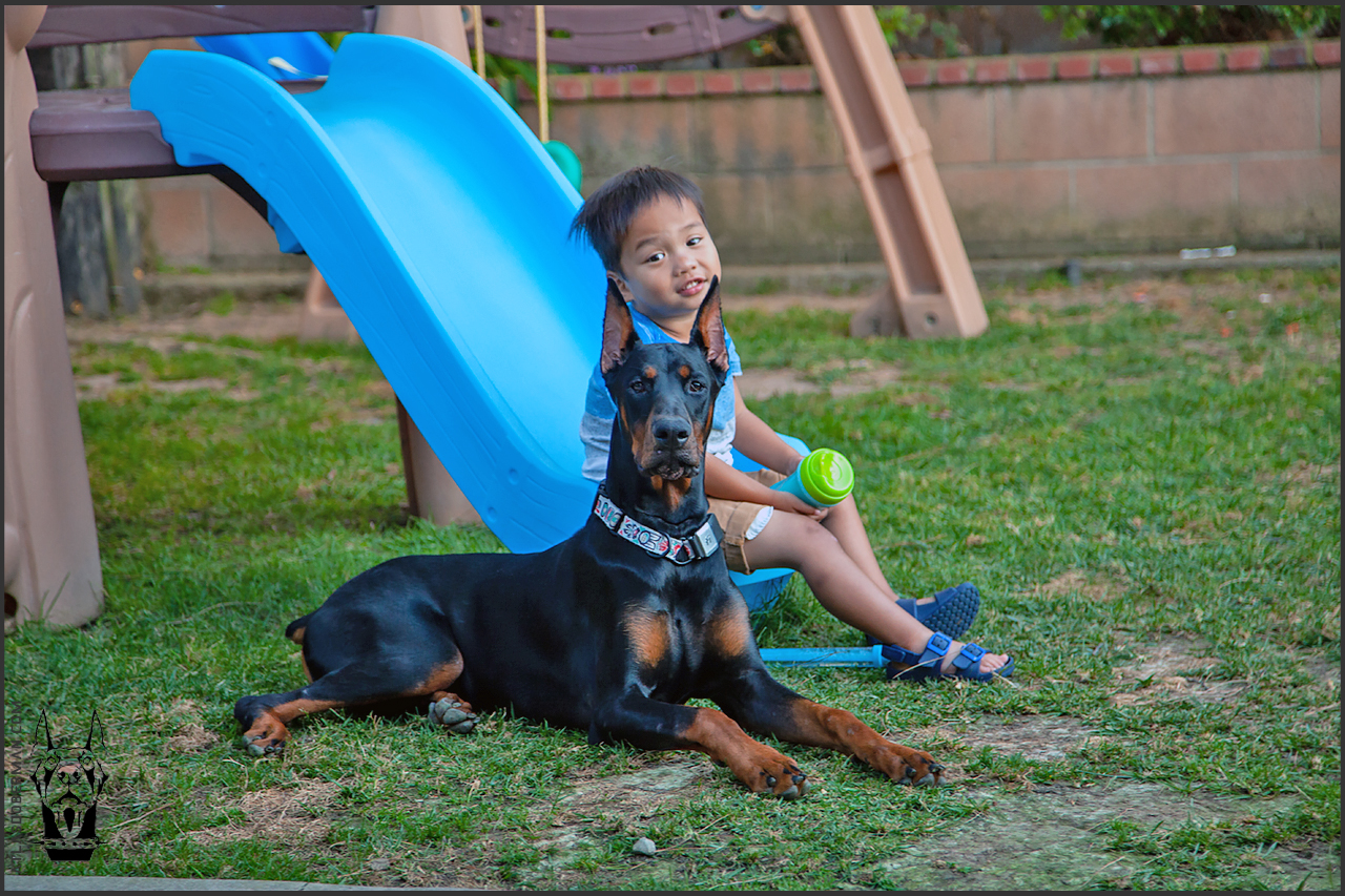 Are Dobermans Good With Children? ATLAS' Den