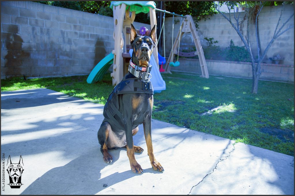 Doberman getting ready for his morning exercise, 2-mile walk.