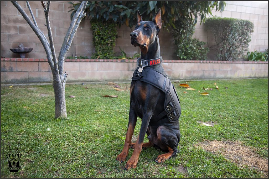 Doberman goes on walks with XDog weighted vest.