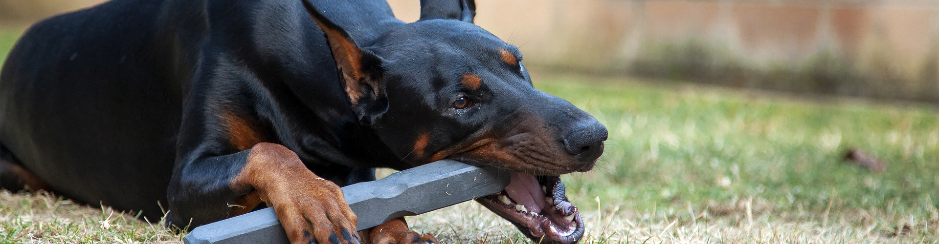 Do Dobermans Really Require All That