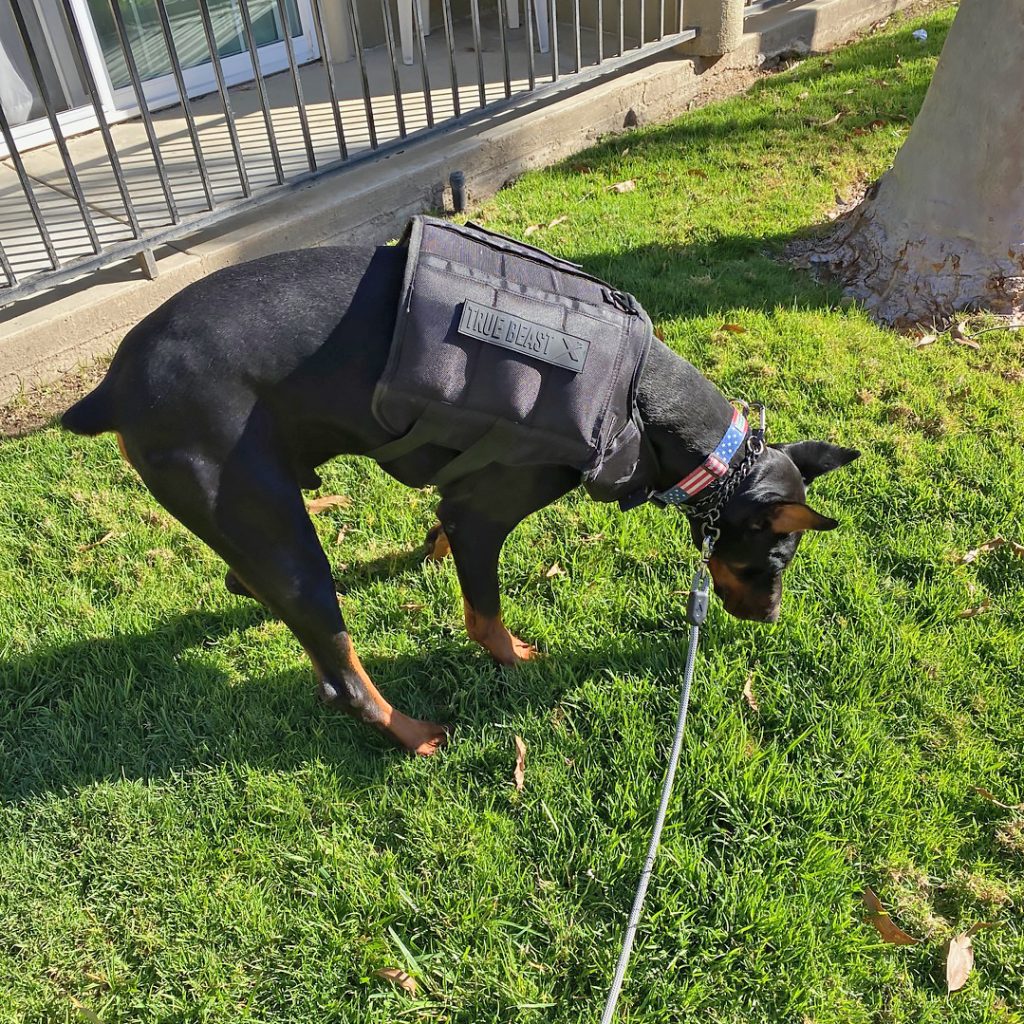 Wine Tasting with Our Doberman