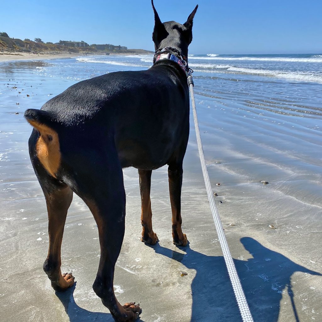 At the San Simeon State Beach