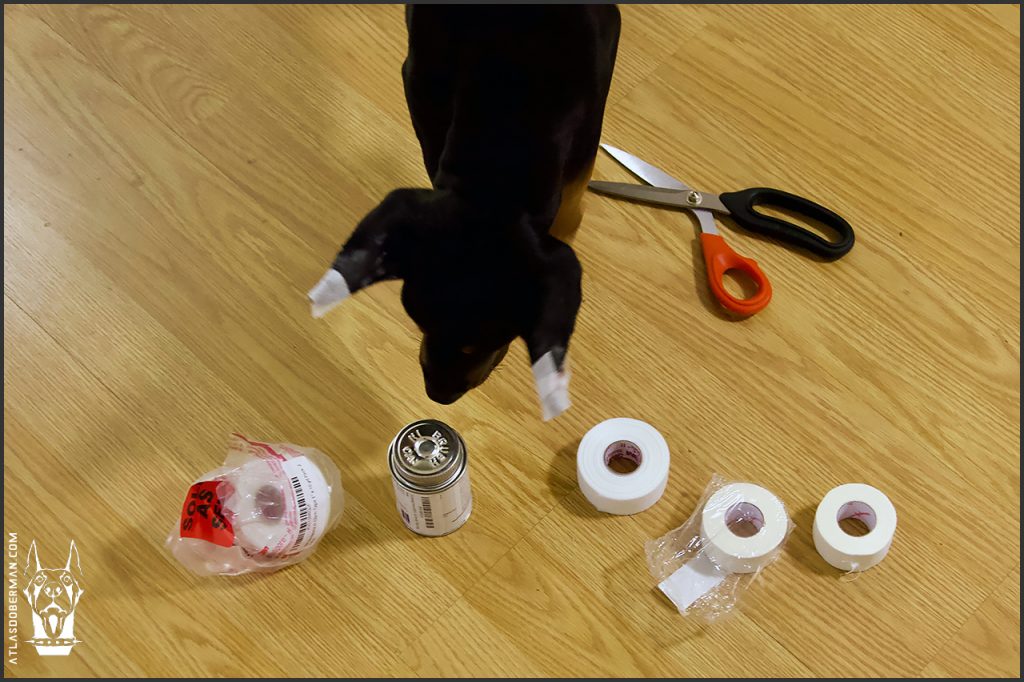 Doberman ear posting materials mise en place.