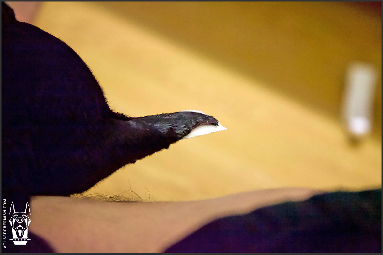 How to Post Your Doberman Puppy's Ears ATLAS' Den