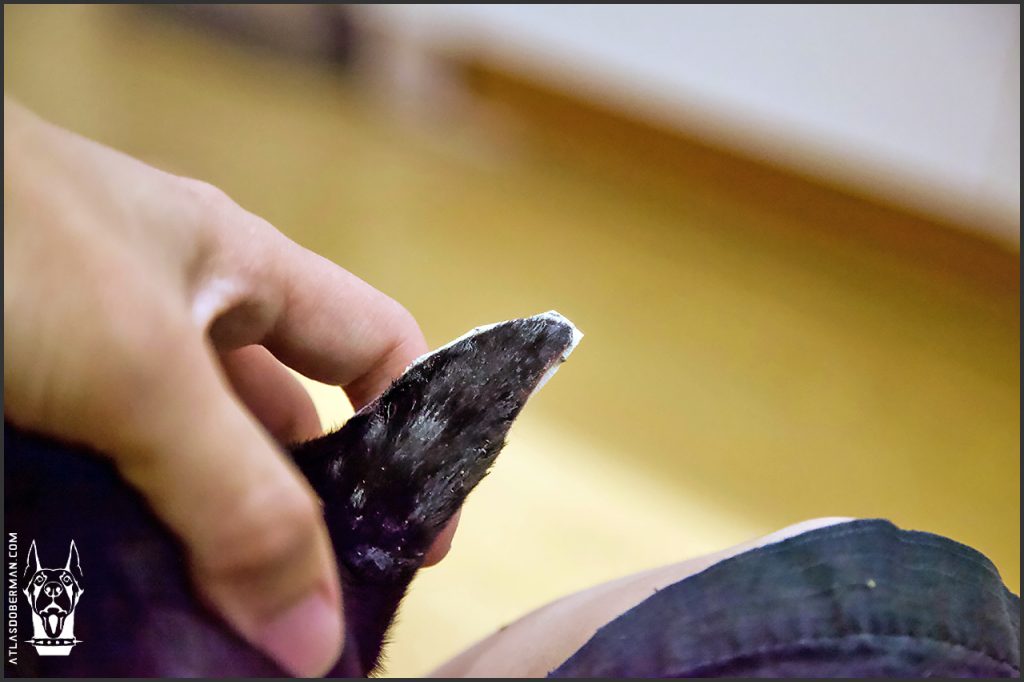 How to Post Your Doberman Puppy's Ears