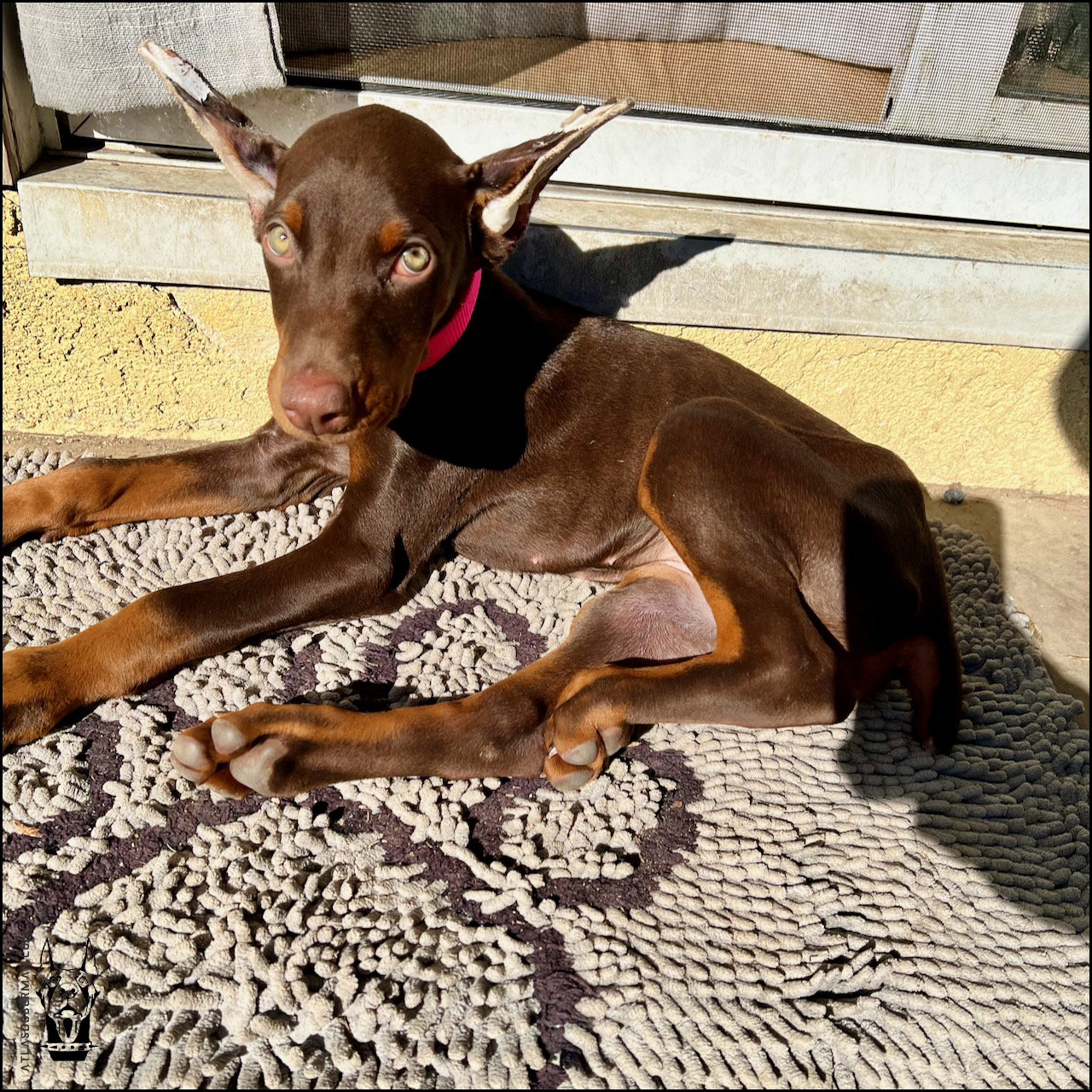Meet Artemis, Our Red Female European Doberman! ATLAS' Den