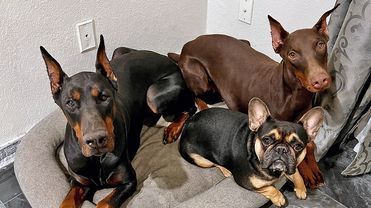 Two Dobermans and a Frenchie walked into a bar