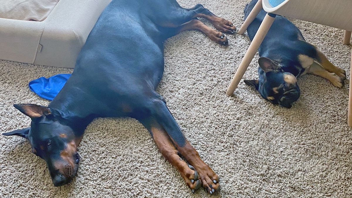 When Your Doberman is Ready to Stay Indoor Alone